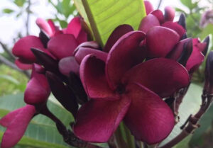 Plumeria rubra "Gino"