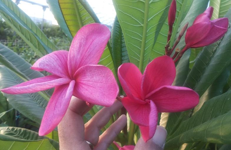 Plumeria rubra "CP Granada"