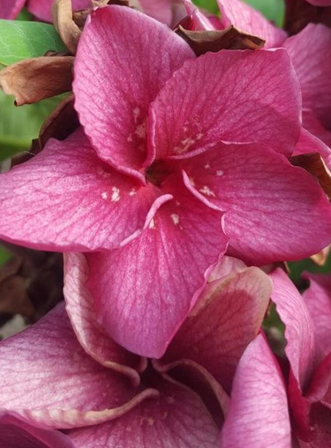Plumeria rubra "Grapette"