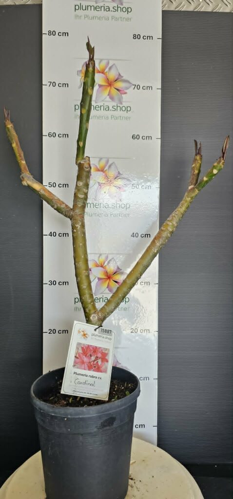 Plumeria rubra "Cardinal"