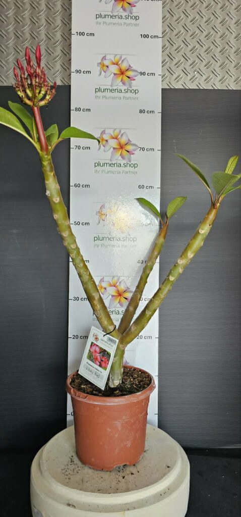 Plumeria rubra „Waxy Red“ #16803