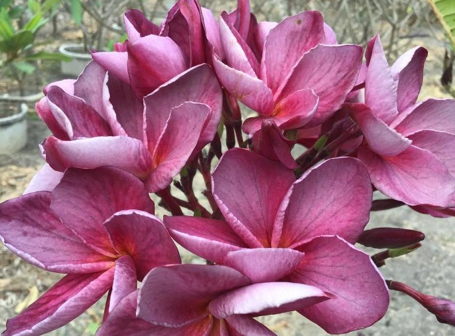 Plumeria rubra "Hazy Berry"
