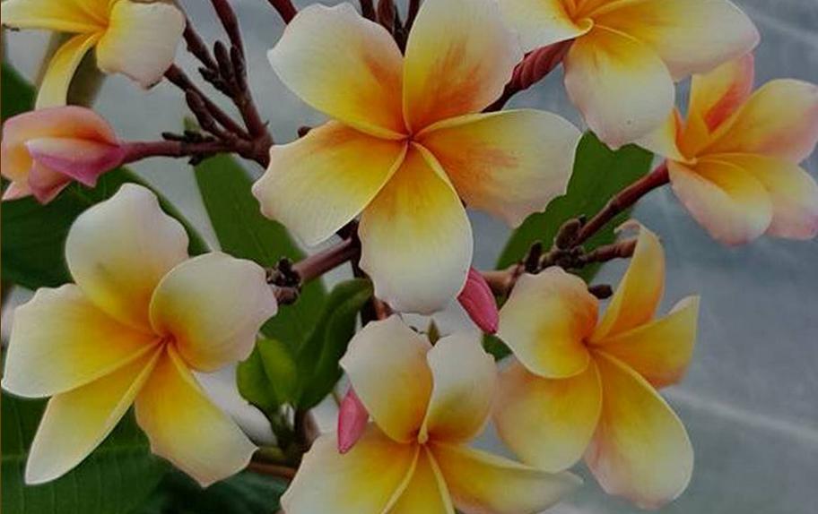 Plumeria rubra "Honey Pot"