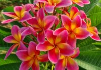 Plumeria rubra "Hope"
