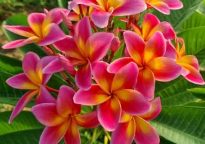 Plumeria rubra "Hope"
