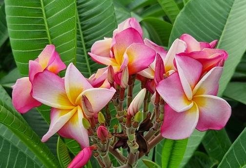 Plumeria rubra "CP Horus Eye"
