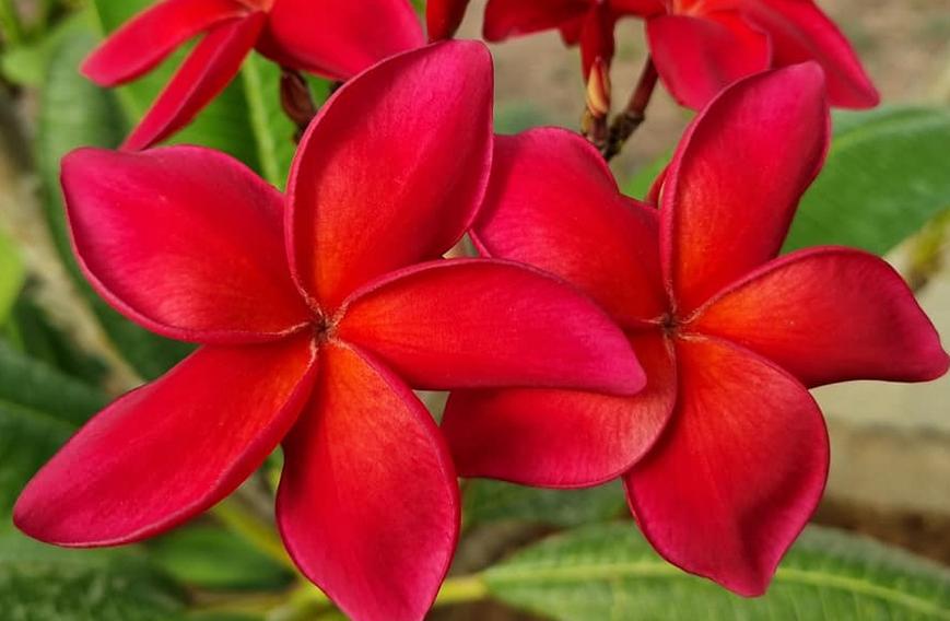Plumeria rubra "Hot Embers"