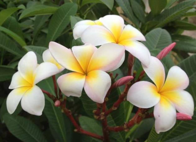 Plumeria rubra "Incarnata"