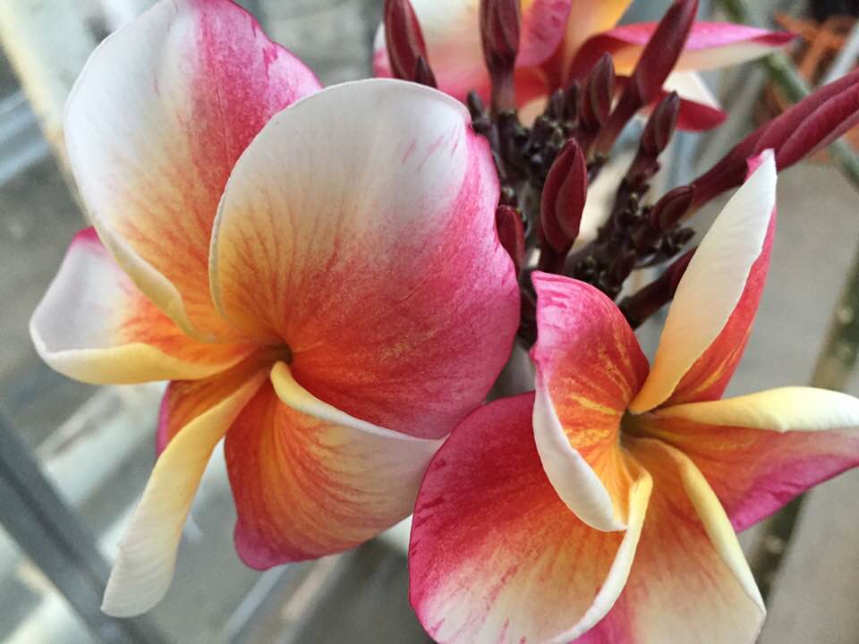 Plumeria rubra "J105"