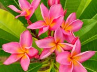 Plumeria rubra "JL Mr. Ambassador"
