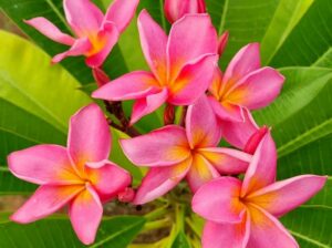 Plumeria rubra "JL Mr. Ambassador"