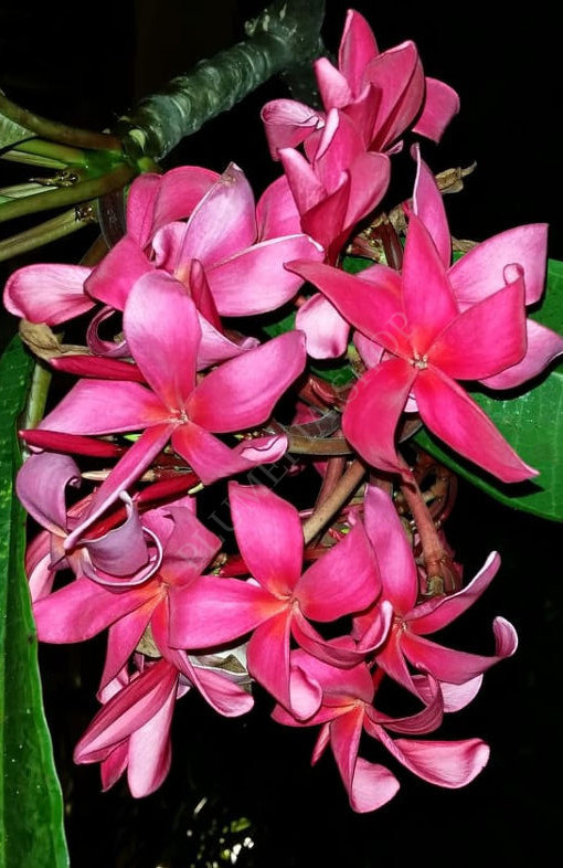 Plumeria rubra "Japanese Lantern"