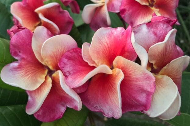 Plumeria rubra "Lamina Dragon"