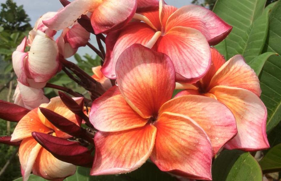 Plumeria rubra "Light of Peace"