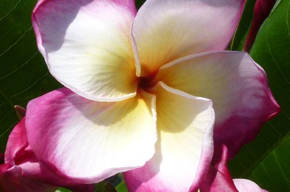 Plumeria rubra "Lord Byron"