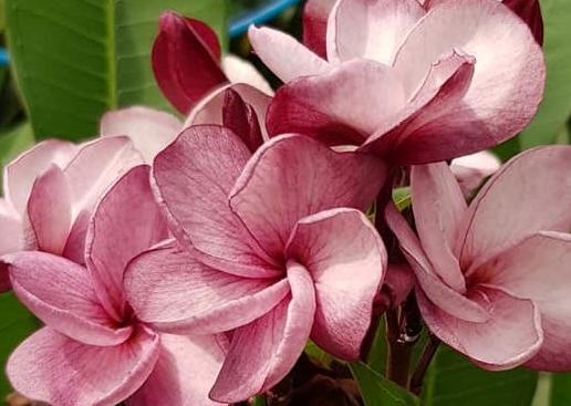 Plumeria rubra "Lorien"
