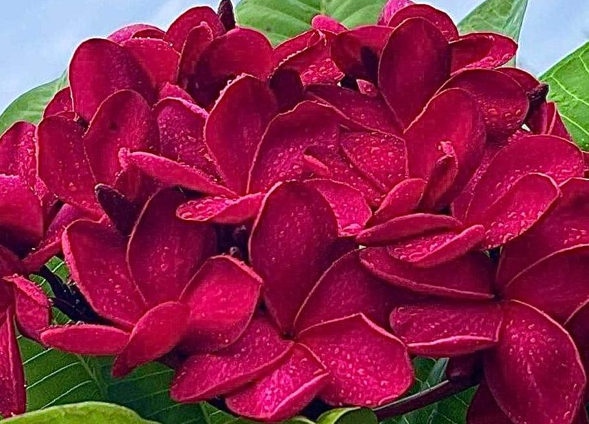 Plumeria rubra "Malaysian Red"