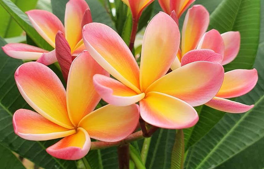 Plumeria rubra "Mango Beauty"