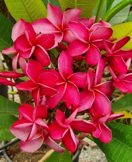 Plumeria rubra "Mary Moragne"