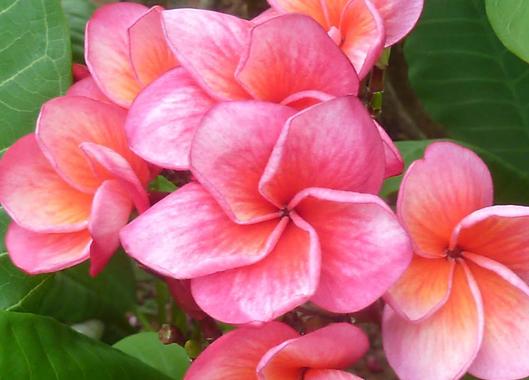 Plumeria rubra "Messina"