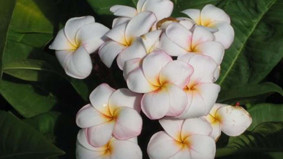Plumeria rubra "Mini White"