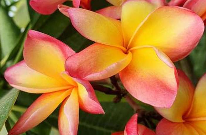 Plumeria rubra "Moragne #78"
