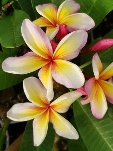 Plumeria rubra "Muai Rainbow"