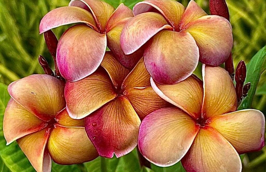 Plumeria rubra "Musk Rainbow"