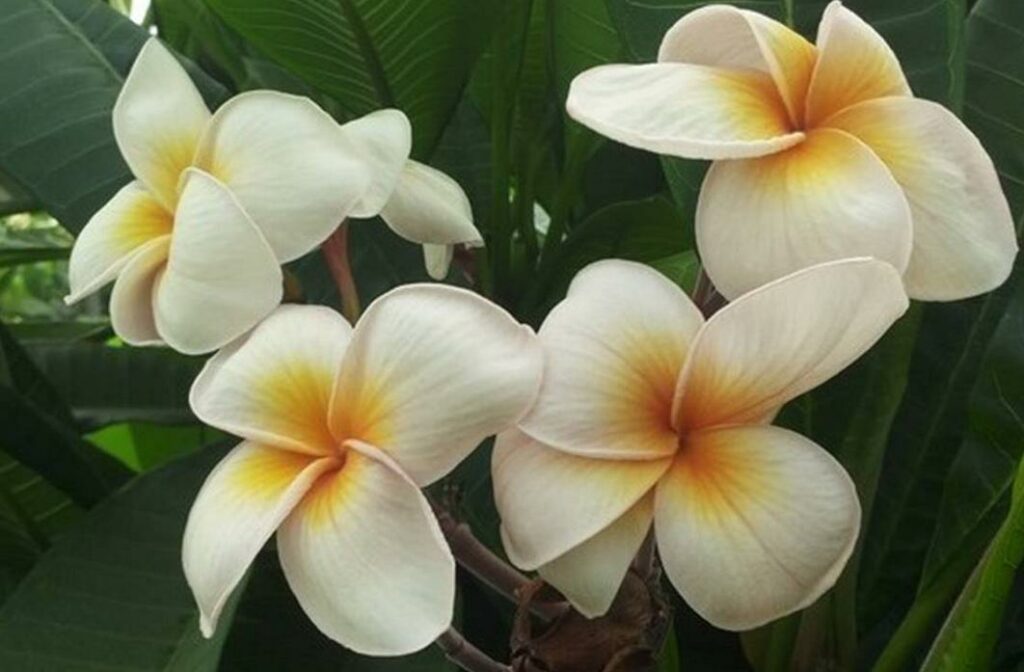 Plumeria rubra "Nam Dtaan Waan"