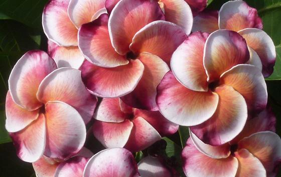 Plumeria rubra "Obsession"