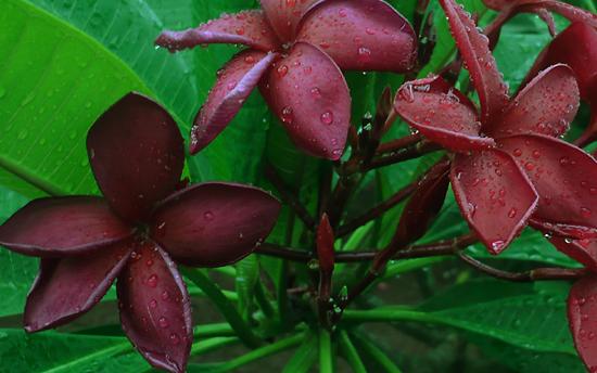 Plumeria rubra "Opus"