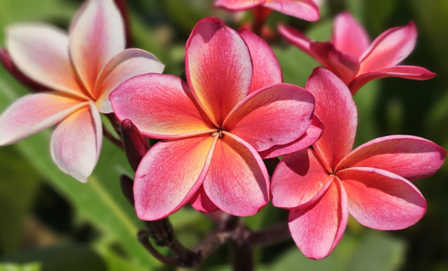 Plumeria rubra "Orange 60"