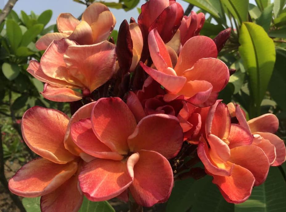 Plumeria rubra "Orange Fascination"
