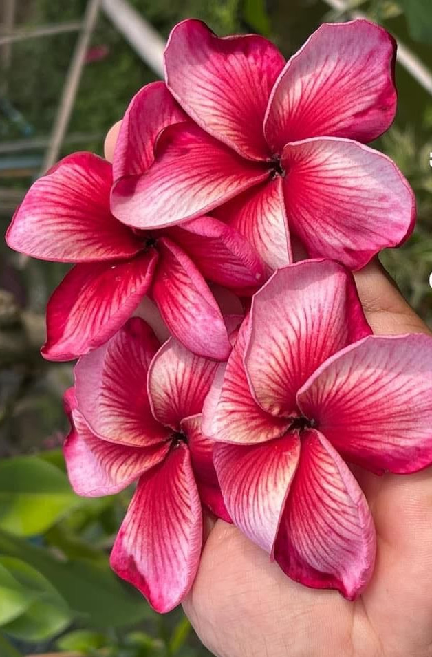 Plumeria rubra "Orange Flame"