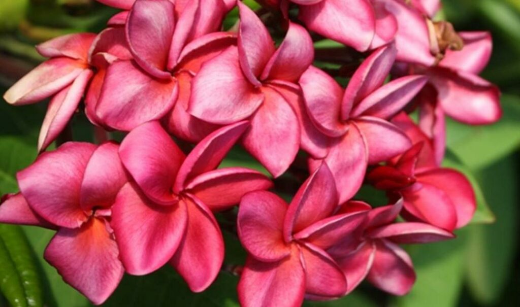 Plumeria rubra "P-09"