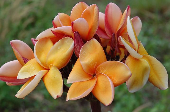 Plumeria rubra "Parameno"