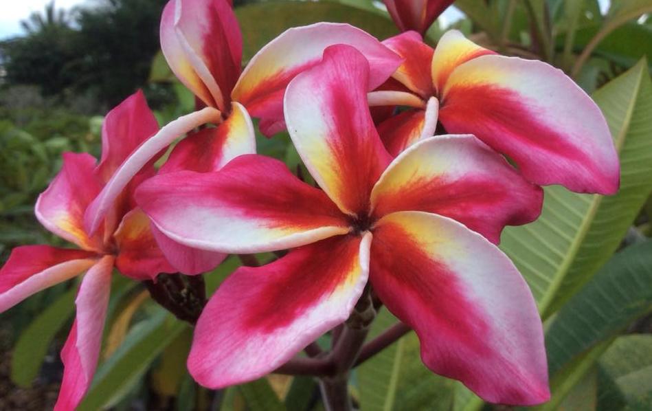 Plumeria rubra "Phoenix Rising"