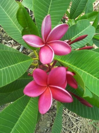 Plumeria rubra "Phumin"