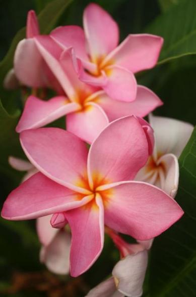 Plumeria rubra "CP Pink Confetto"