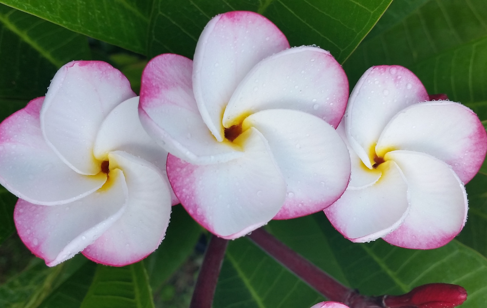 Plumeria rubra "Pink Pansy"