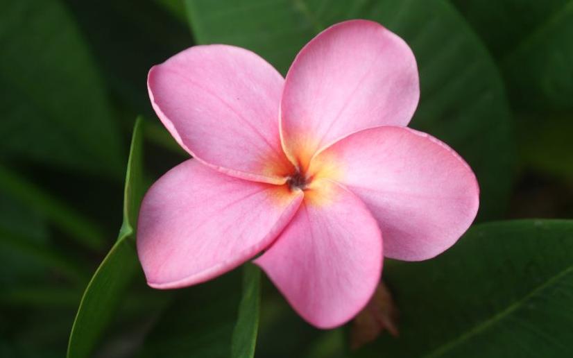 Plumeria rubra "CP Pink Panther"