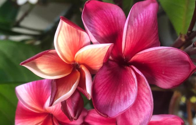 Plumeria rubra "Plum Crazy"