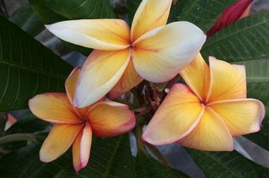 Plumeria rubra "Pot of Gold"