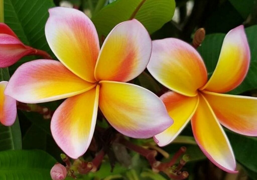Plumeria rubra "Pu Khaea"