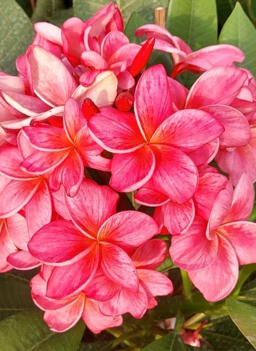 Plumeria rubra "Queen of Sheba"