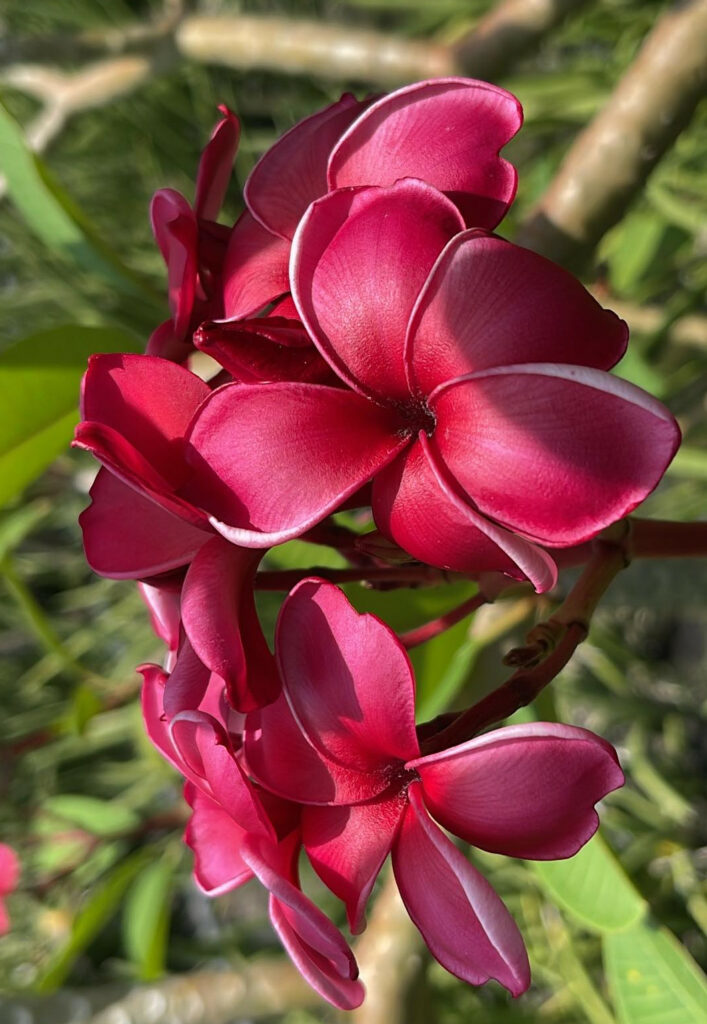 Plumeria rubra "CP Red Velvet"
