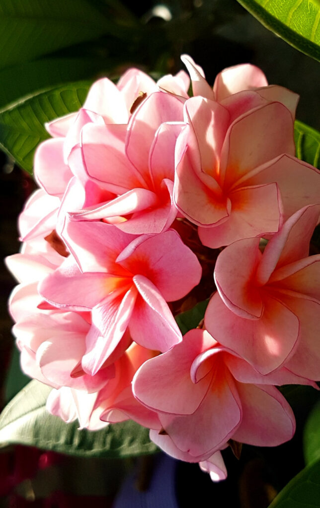 Plumeria rubra "Rhapsody"