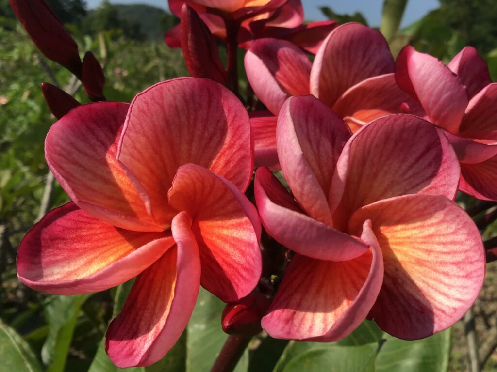 Plumeria rubra "Rising Sun"