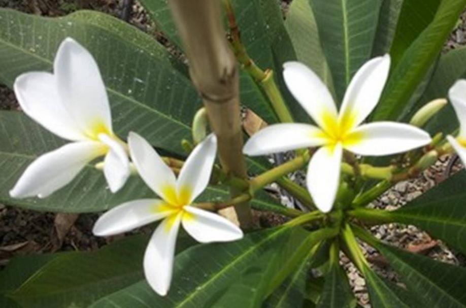 Plumeria rubra "Saeng Dao"
