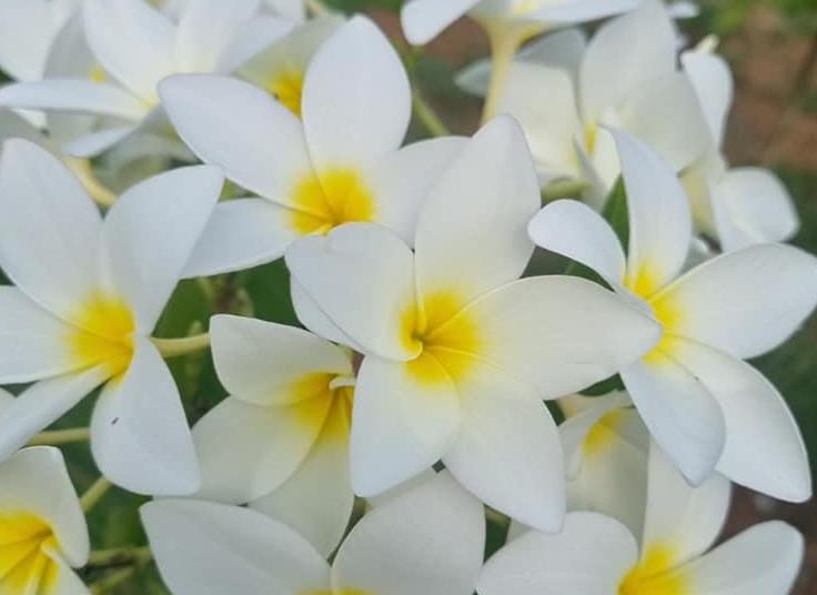 Plumeria rubra "Saint Germain"